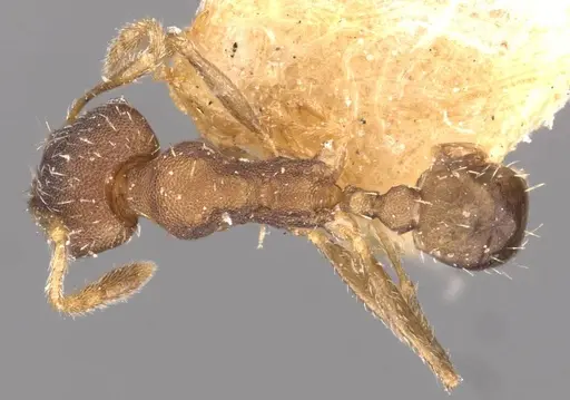 Pheidole bilimeki - CASENT0908279