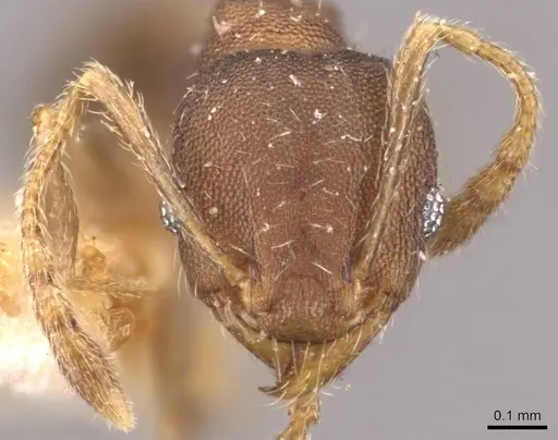 Pheidole bilimeki - CASENT0908279