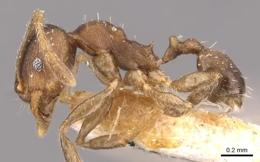 Pheidole bilimeki - CASENT0908279