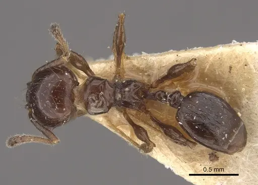 Pheidole bilimeki - CASENT0917770