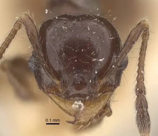 Pheidole bilimeki - CASENT0917770