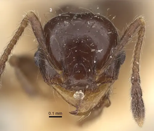 Pheidole bilimeki - CASENT0917770