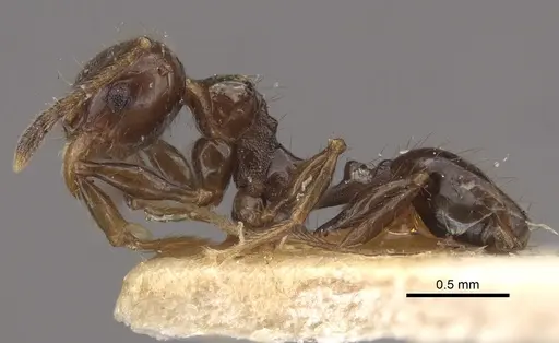 Pheidole bilimeki - CASENT0917770