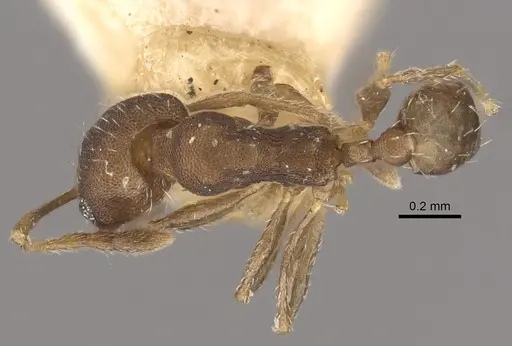 Pheidole bilimeki - CASENT0917771