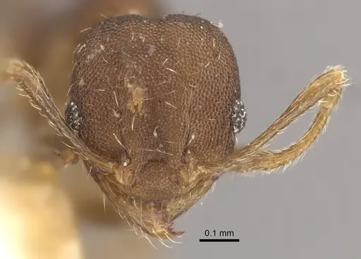 Pheidole bilimeki - CASENT0917771