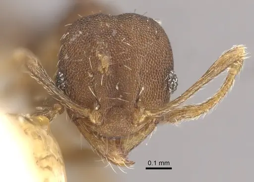 Pheidole bilimeki - CASENT0917771