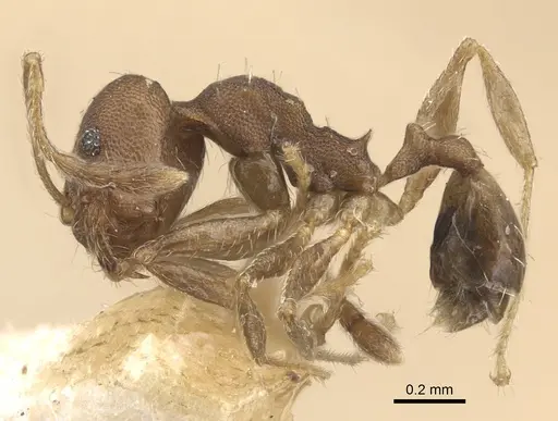Pheidole bilimeki - CASENT0917771