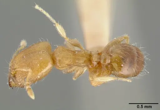 Pheidole bilimeki - CASTYPE00636