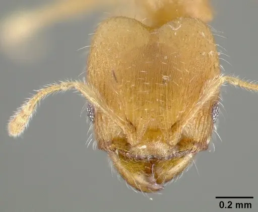 Pheidole bilimeki - CASTYPE00636