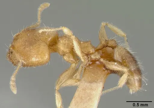Pheidole bilimeki - CASTYPE00636
