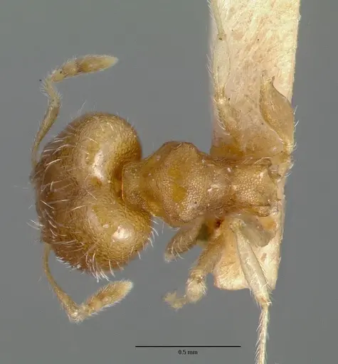 Pheidole bilimeki - CASTYPE00637