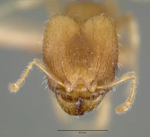 Pheidole bilimeki - CASTYPE00637