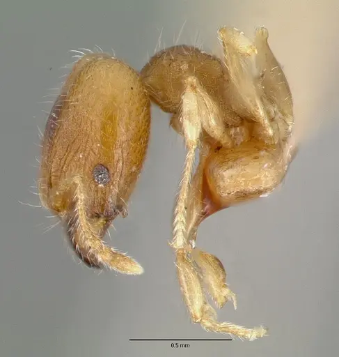 Pheidole bilimeki - CASTYPE00637