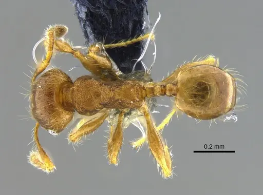 Pheidole bilimeki - CBUMAGENT42070