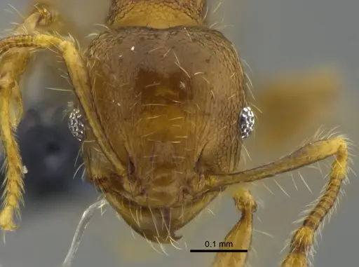 Pheidole bilimeki - CBUMAGENT42070