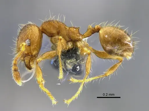 Pheidole bilimeki - CBUMAGENT42070