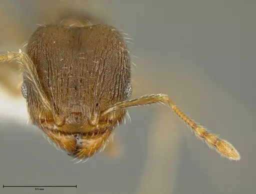 Pheidole bilimeki - JTLC000003345