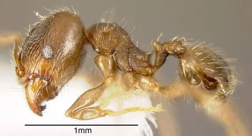 Pheidole bilimeki - JTLC000003345
