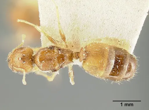 Pheidole bilimeki - JTLC000014087
