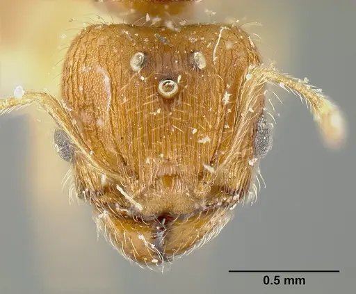 Pheidole bilimeki - JTLC000014087