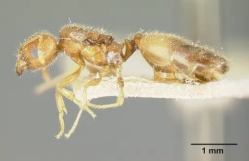 Pheidole bilimeki - JTLC000014087