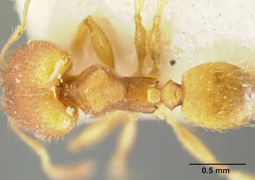 Pheidole bilimeki - JTLC000014088