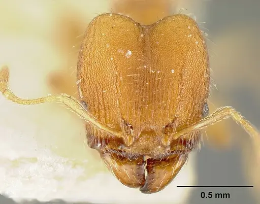 Pheidole bilimeki - JTLC000014088