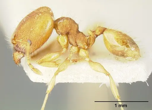 Pheidole bilimeki - JTLC000014088
