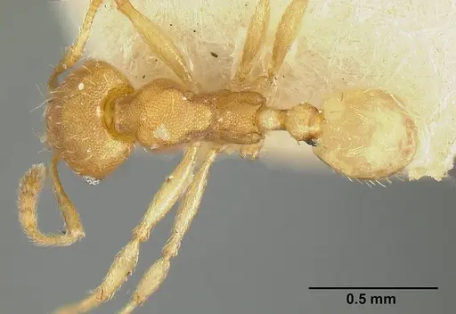 Pheidole bilimeki - JTLC000014089