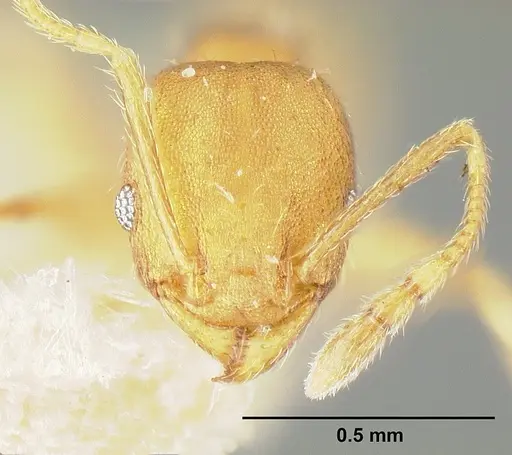 Pheidole bilimeki - JTLC000014089