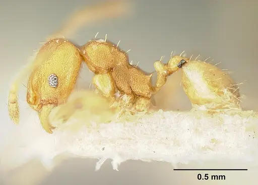 Pheidole bilimeki - JTLC000014089