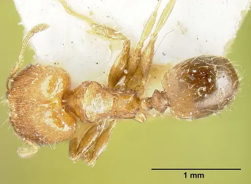 Pheidole bilimeki - JTLC000014091