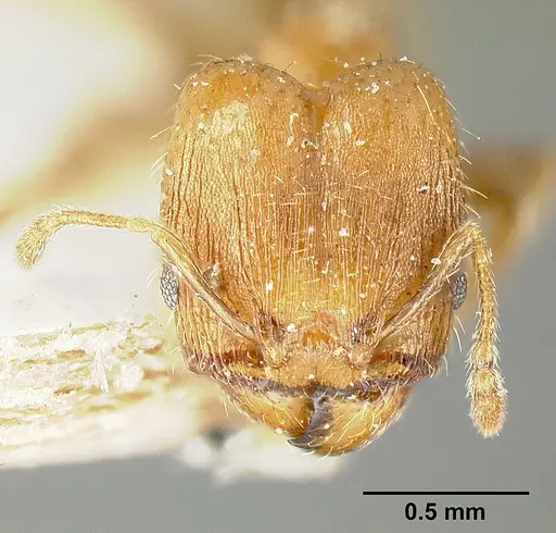 Pheidole bilimeki - JTLC000014091
