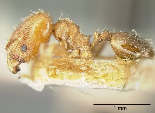 Pheidole bilimeki - JTLC000014091