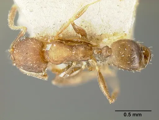 Pheidole bilimeki - JTLC000014092