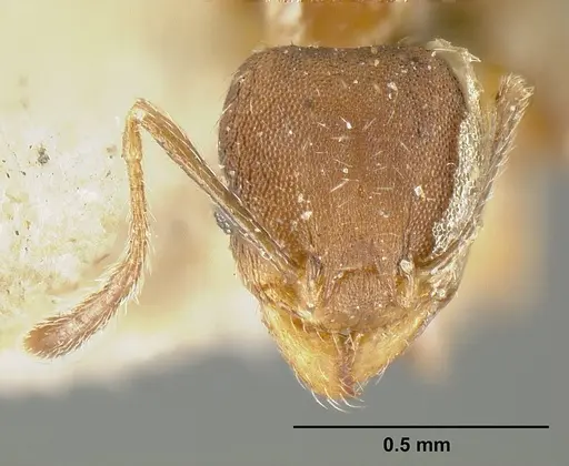 Pheidole bilimeki - JTLC000014092