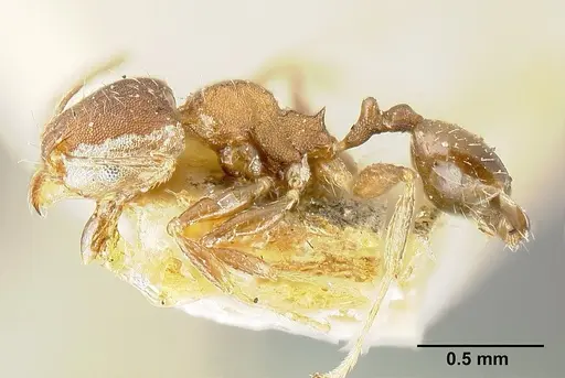 Pheidole bilimeki - JTLC000014092