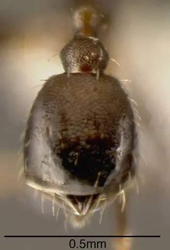 Pheidole bilimeki - JTLC000015322