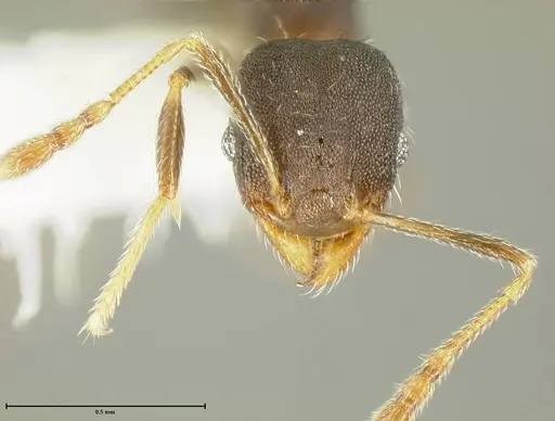 Pheidole bilimeki - JTLC000015322