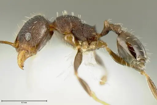 Pheidole bilimeki - JTLC000015322