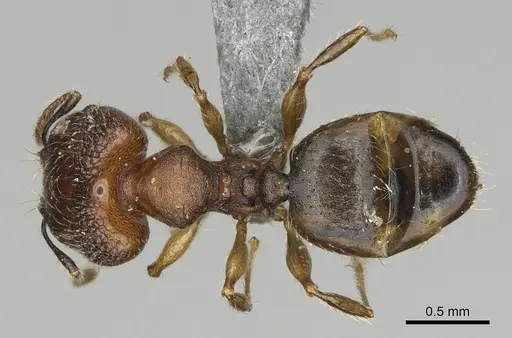 Pheidole binara specimen