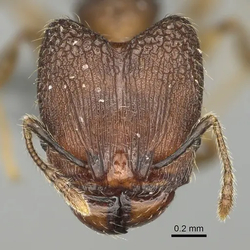 Pheidole binara specimen