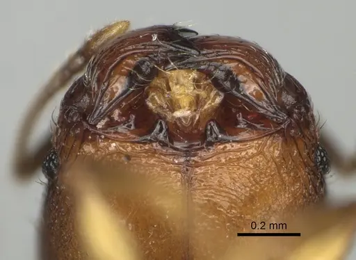 Pheidole binara specimen