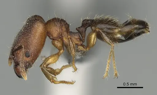 Pheidole binara - CASENT0353299