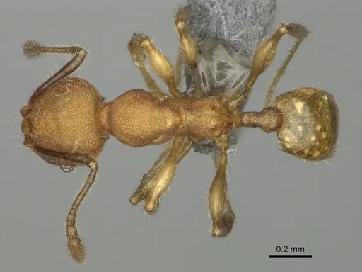Pheidole binara - CASENT0923182