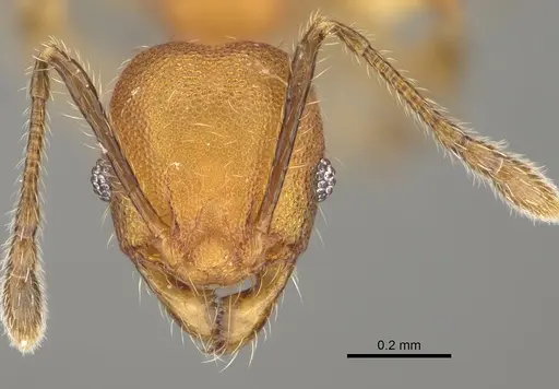 Pheidole binara - CASENT0923182
