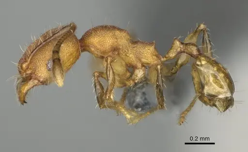 Pheidole binara - CASENT0923182