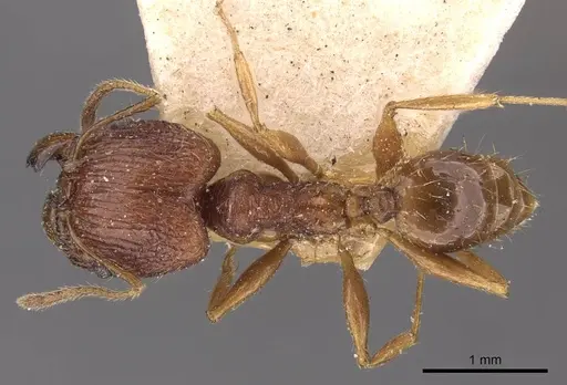 Pheidole binghamii specimen
