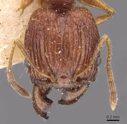 Pheidole binghamii specimen