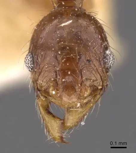 Pheidole binghamii - CASENT0907867